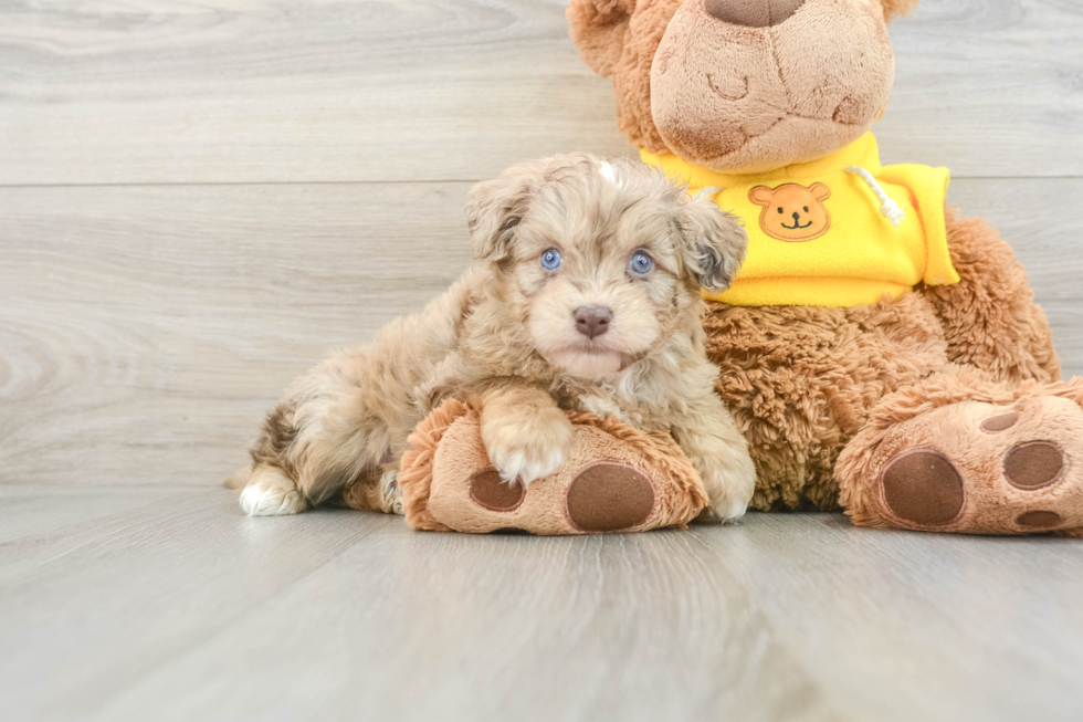 Best Mini Aussiedoodle Baby