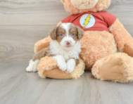 7 week old Mini Aussiedoodle Puppy For Sale - Windy City Pups