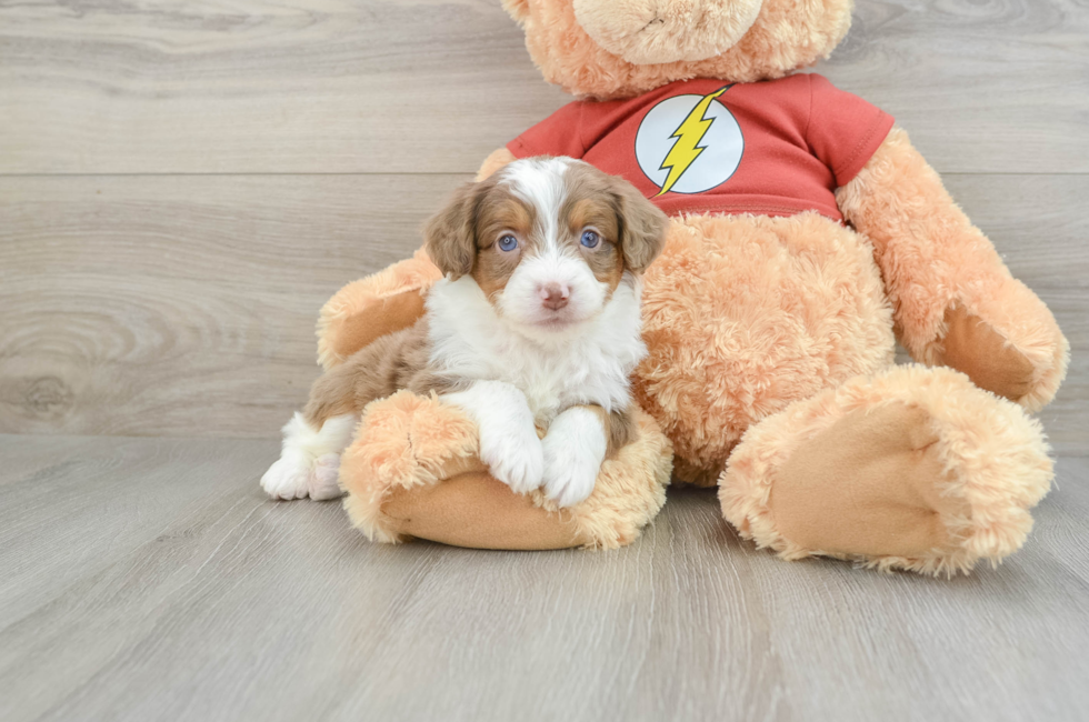 7 week old Mini Aussiedoodle Puppy For Sale - Windy City Pups