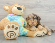 8 week old Mini Aussiedoodle Puppy For Sale - Windy City Pups