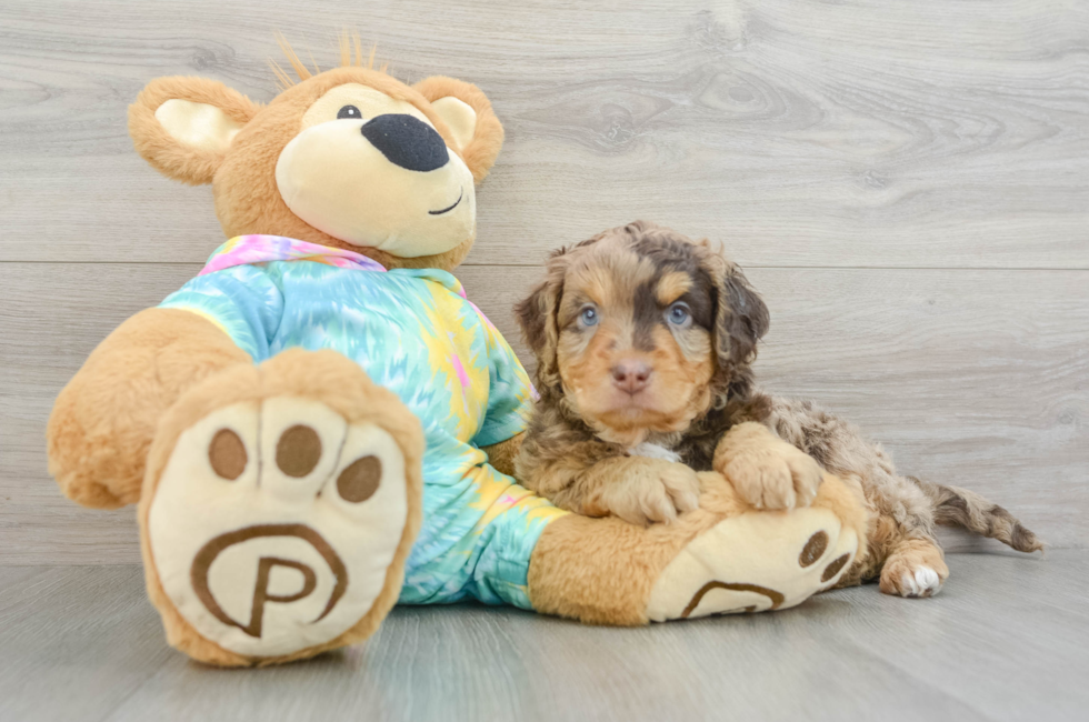 5 week old Mini Aussiedoodle Puppy For Sale - Windy City Pups