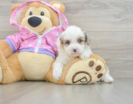 8 week old Mini Aussiedoodle Puppy For Sale - Windy City Pups