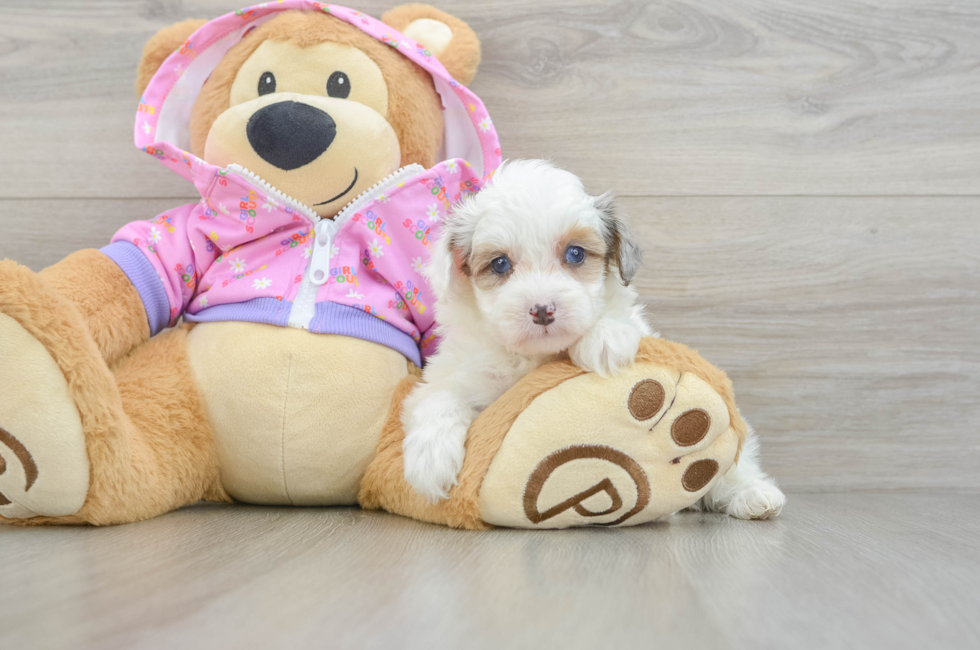 5 week old Mini Aussiedoodle Puppy For Sale - Windy City Pups