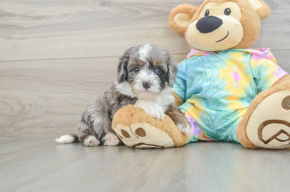 5 week old Mini Aussiedoodle Puppy For Sale - Windy City Pups