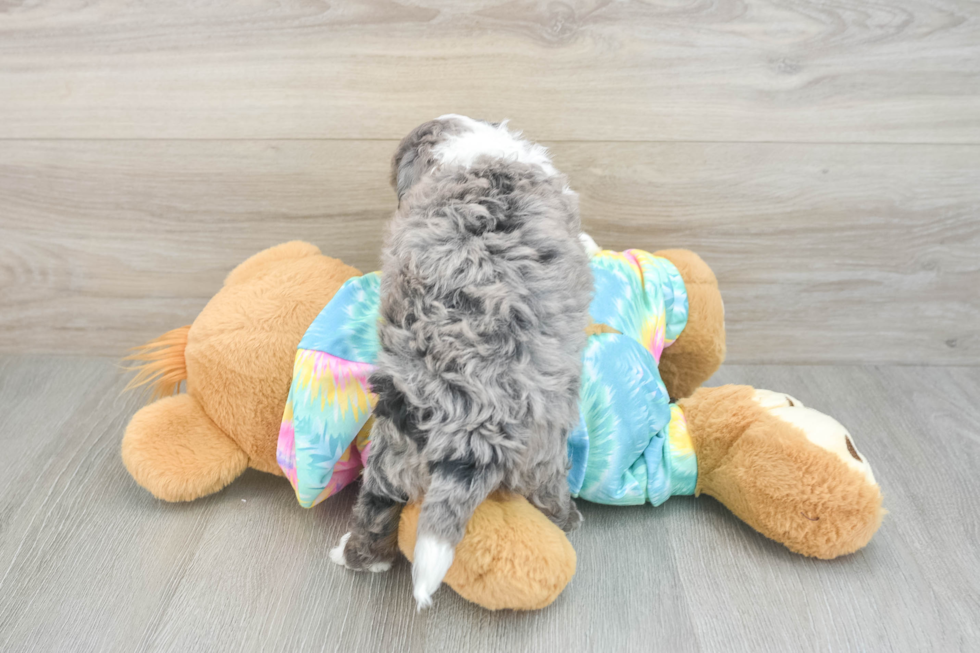 Cute Mini Aussiedoodle Baby