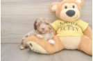 Best Mini Aussiedoodle Baby