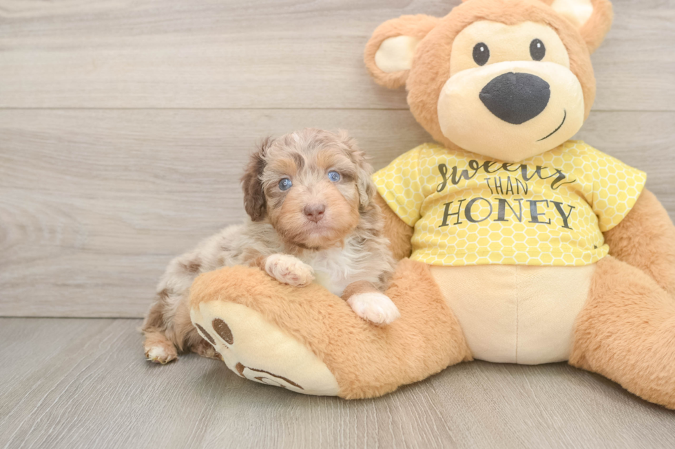 Best Mini Aussiedoodle Baby