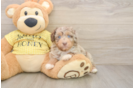 Popular Mini Aussiedoodle Poodle Mix Pup