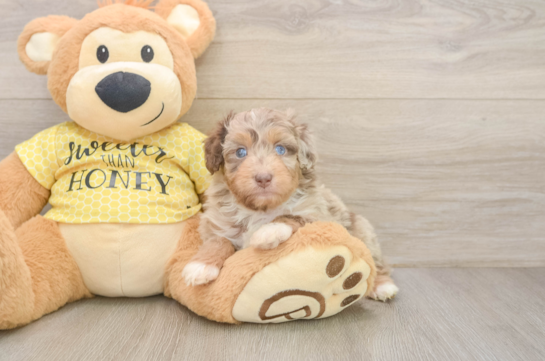 Popular Mini Aussiedoodle Poodle Mix Pup