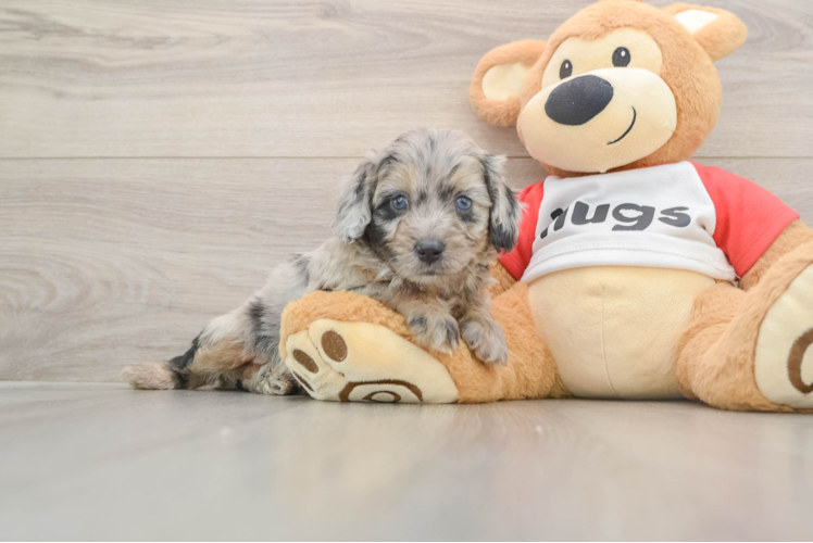 Mini Aussiedoodle Pup Being Cute