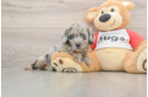 Mini Aussiedoodle Pup Being Cute