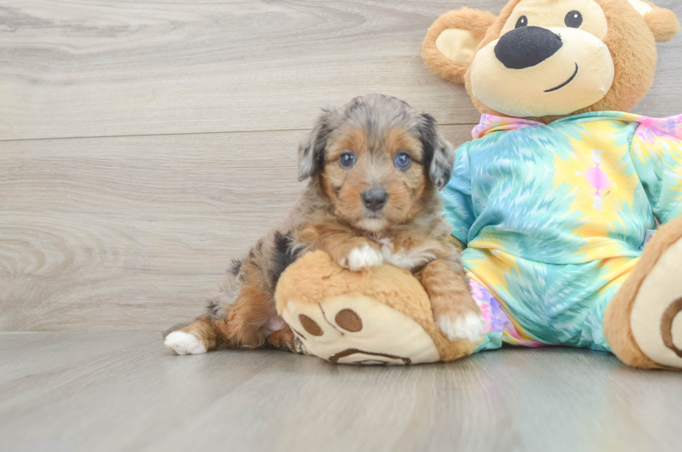 5 week old Mini Aussiedoodle Puppy For Sale - Windy City Pups