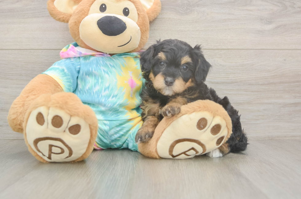 5 week old Mini Aussiedoodle Puppy For Sale - Windy City Pups