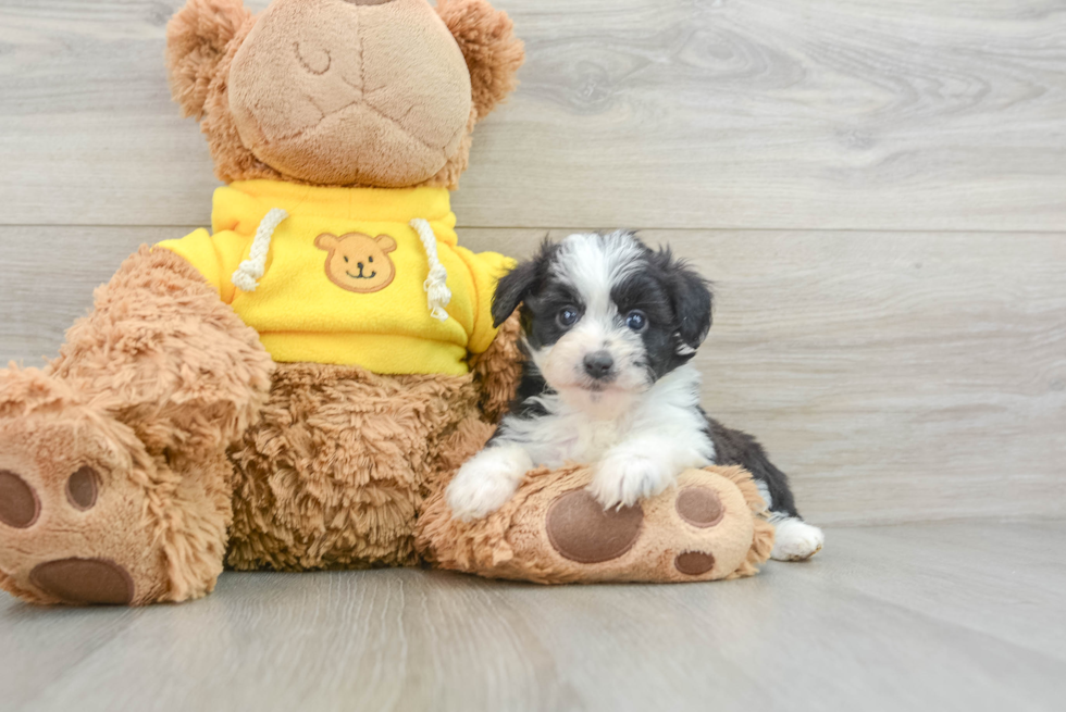 Mini Aussiedoodle Pup Being Cute