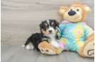 Mini Aussiedoodle Puppy for Adoption