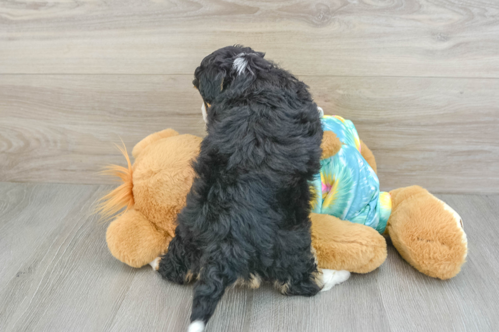 Petite Mini Aussiedoodle Poodle Mix Pup