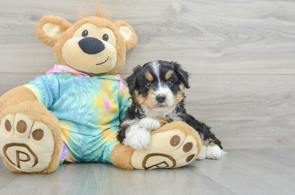 5 week old Mini Aussiedoodle Puppy For Sale - Windy City Pups