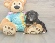 7 week old Mini Aussiedoodle Puppy For Sale - Windy City Pups