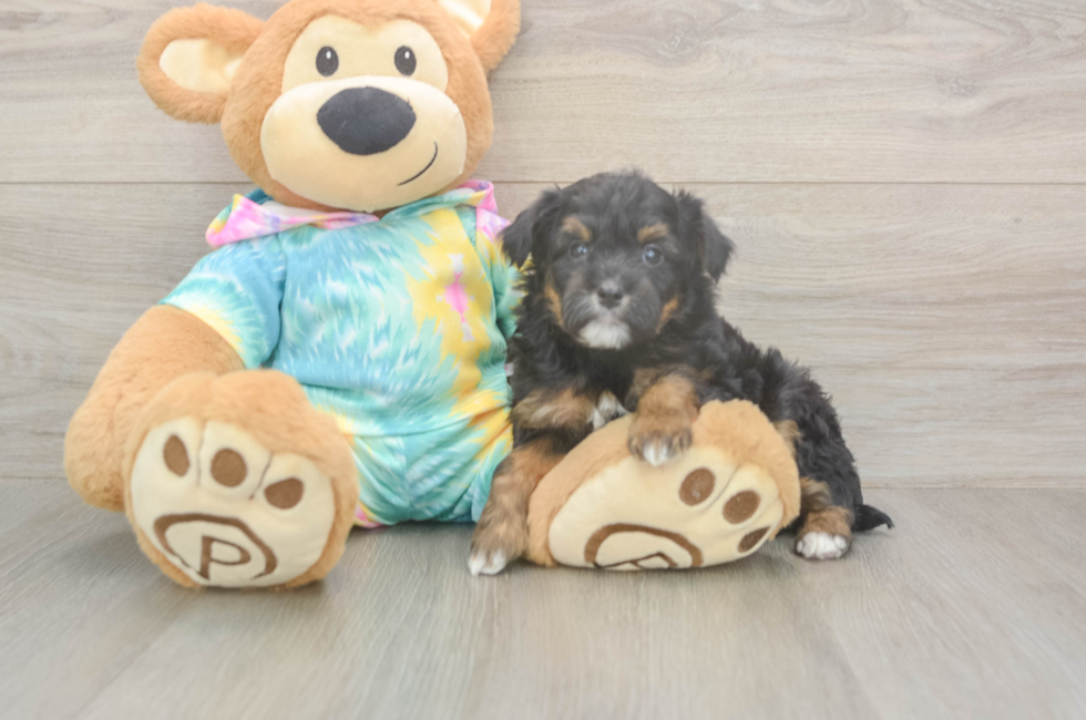 5 week old Mini Aussiedoodle Puppy For Sale - Windy City Pups