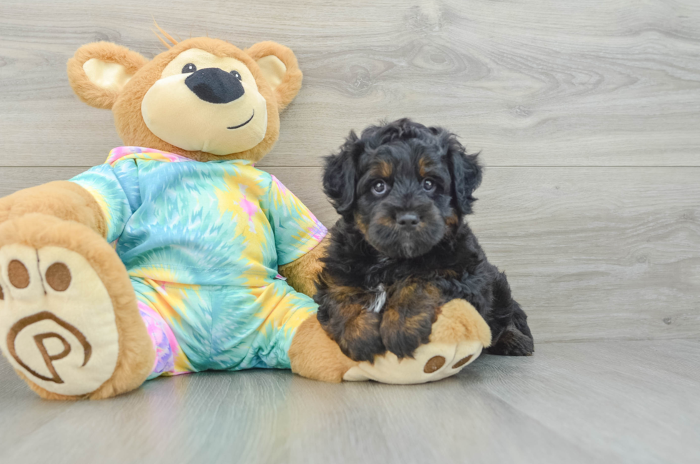 7 week old Mini Aussiedoodle Puppy For Sale - Windy City Pups