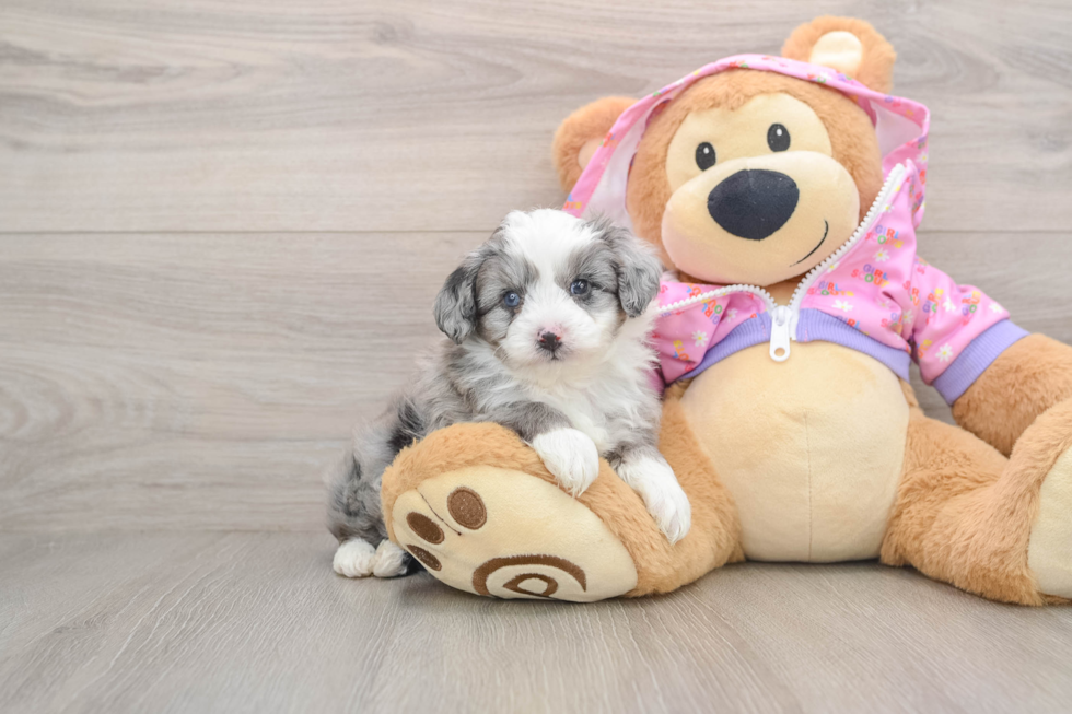Happy Mini Aussiedoodle Baby
