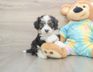 6 week old Mini Aussiedoodle Puppy For Sale - Windy City Pups