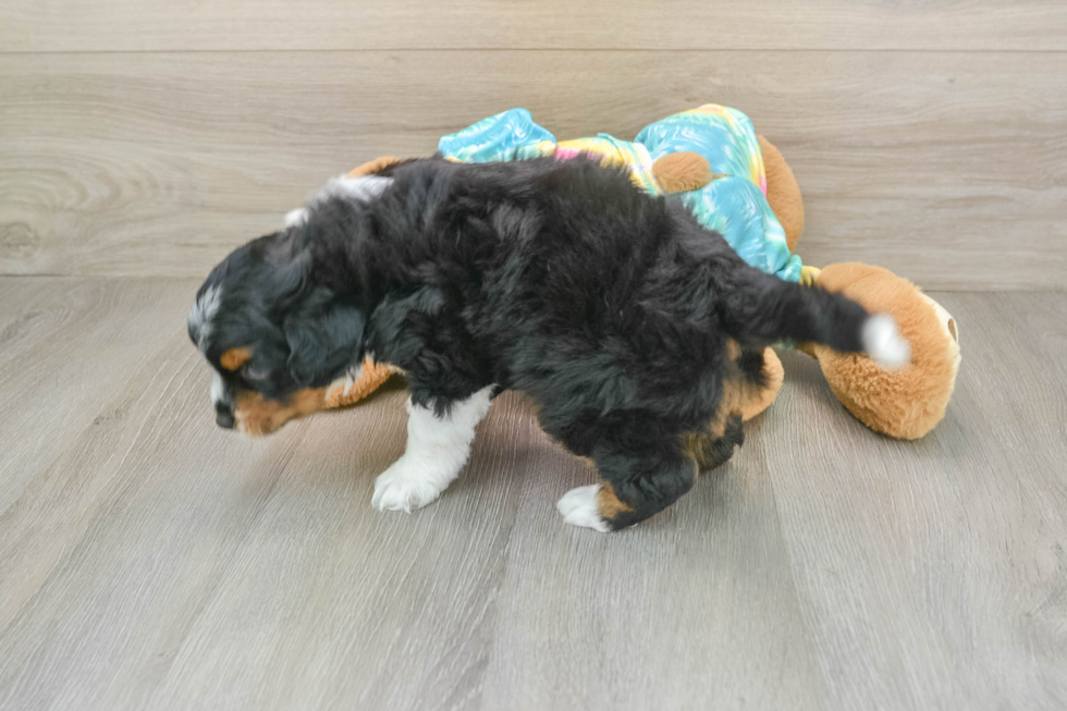 Happy Mini Aussiedoodle Baby