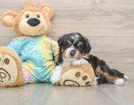 7 week old Mini Aussiedoodle Puppy For Sale - Windy City Pups