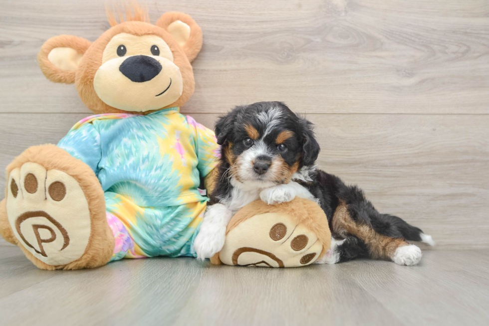Sweet Mini Aussiedoodle Baby