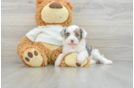 Popular Mini Aussiedoodle Poodle Mix Pup