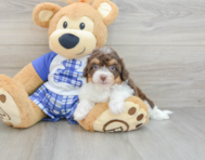 7 week old Mini Aussiedoodle Puppy For Sale - Windy City Pups