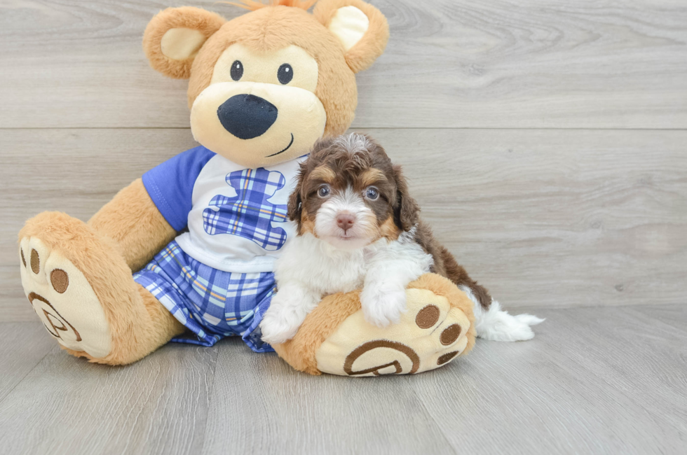 7 week old Mini Aussiedoodle Puppy For Sale - Windy City Pups