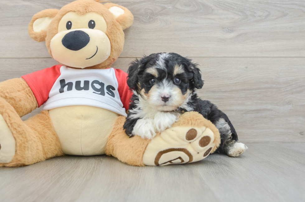 6 week old Mini Aussiedoodle Puppy For Sale - Windy City Pups