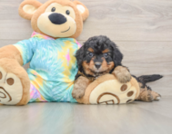 6 week old Mini Aussiedoodle Puppy For Sale - Windy City Pups
