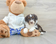 8 week old Mini Aussiedoodle Puppy For Sale - Windy City Pups