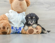 8 week old Mini Aussiedoodle Puppy For Sale - Windy City Pups