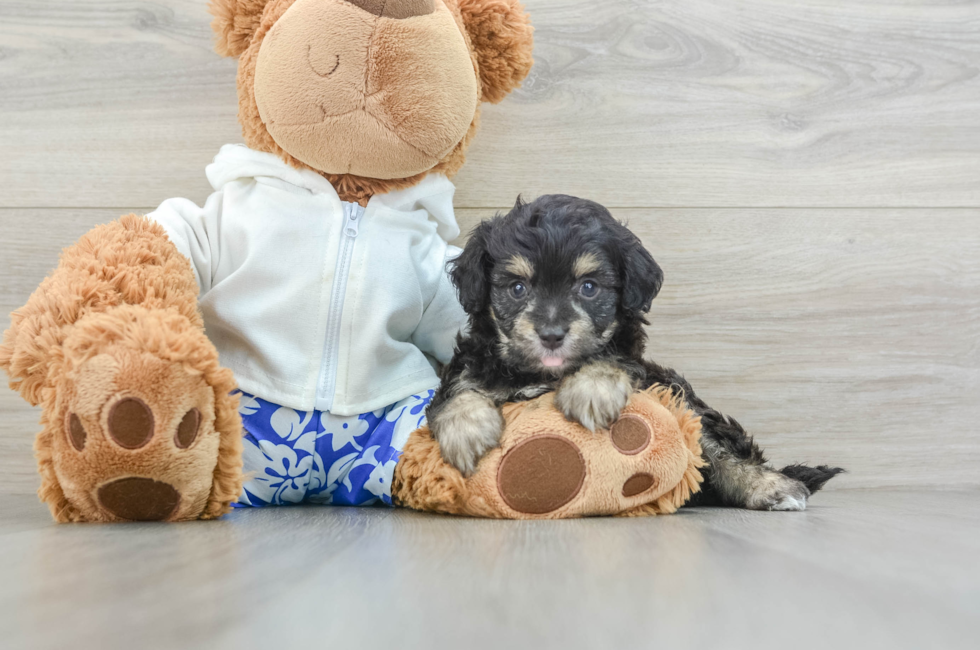 6 week old Mini Aussiedoodle Puppy For Sale - Windy City Pups