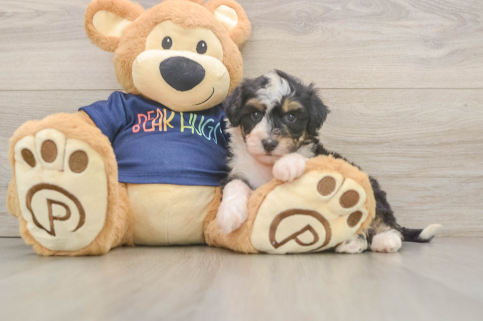 5 week old Mini Aussiedoodle Puppy For Sale - Windy City Pups