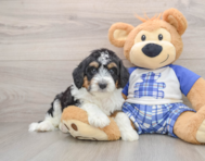 7 week old Mini Aussiedoodle Puppy For Sale - Windy City Pups
