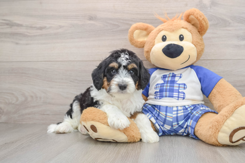Mini Aussiedoodle Puppy for Adoption