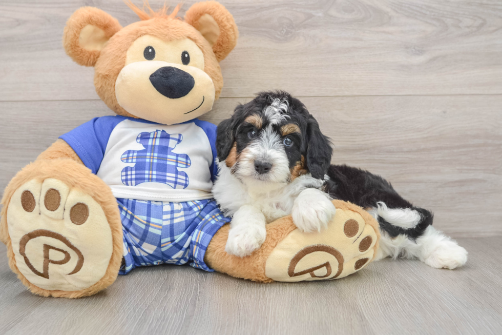 Best Mini Aussiedoodle Baby