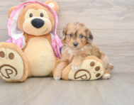 8 week old Mini Aussiedoodle Puppy For Sale - Windy City Pups