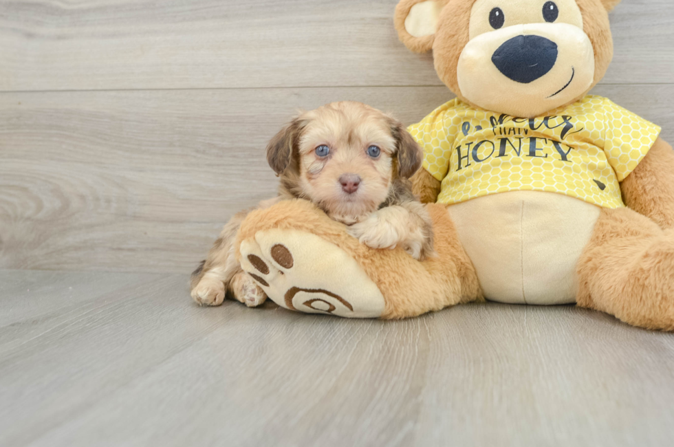 7 week old Mini Aussiedoodle Puppy For Sale - Windy City Pups