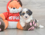 7 week old Mini Aussiedoodle Puppy For Sale - Windy City Pups