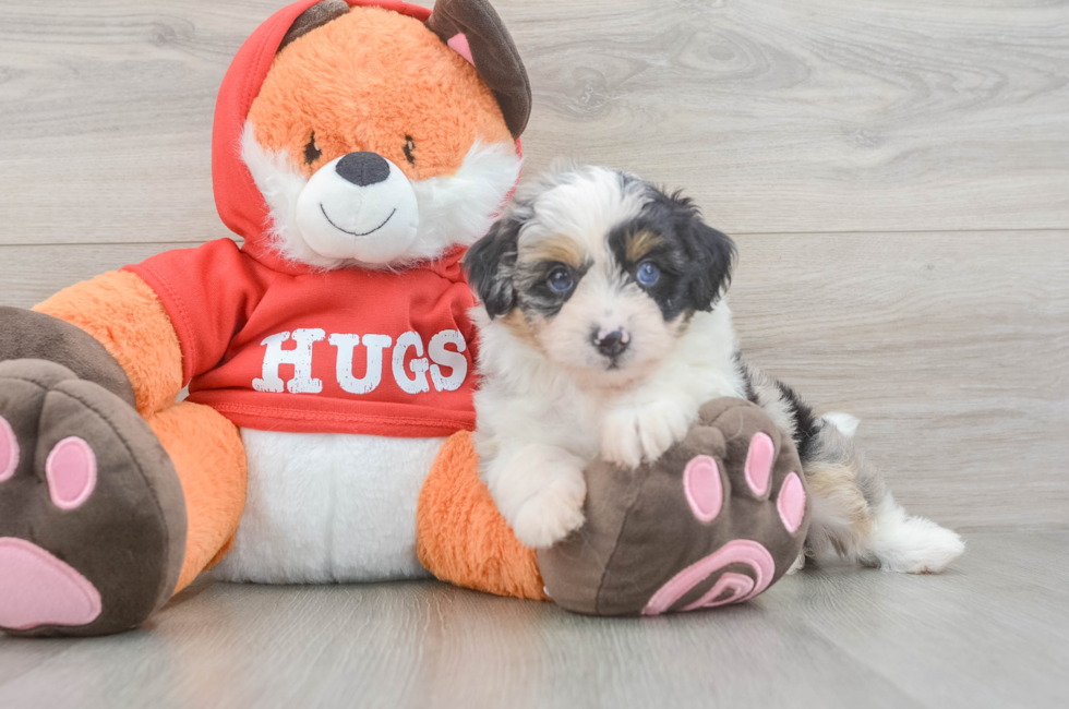 6 week old Mini Aussiedoodle Puppy For Sale - Windy City Pups