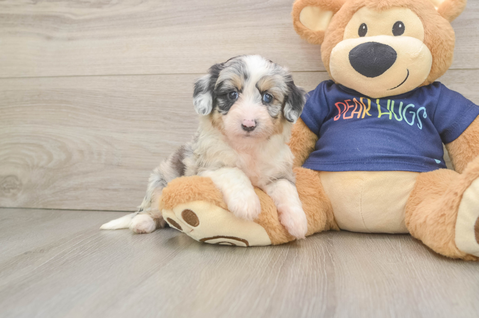 5 week old Mini Aussiedoodle Puppy For Sale - Windy City Pups