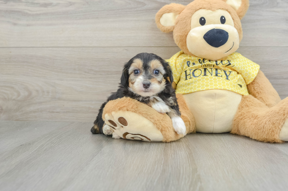 7 week old Mini Aussiedoodle Puppy For Sale - Windy City Pups