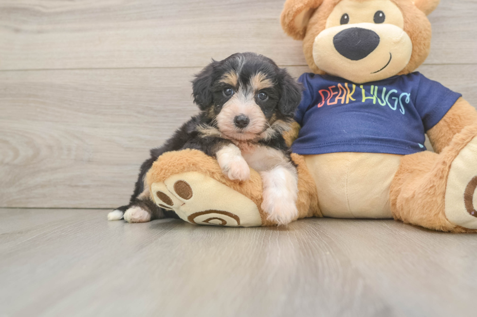 5 week old Mini Aussiedoodle Puppy For Sale - Windy City Pups