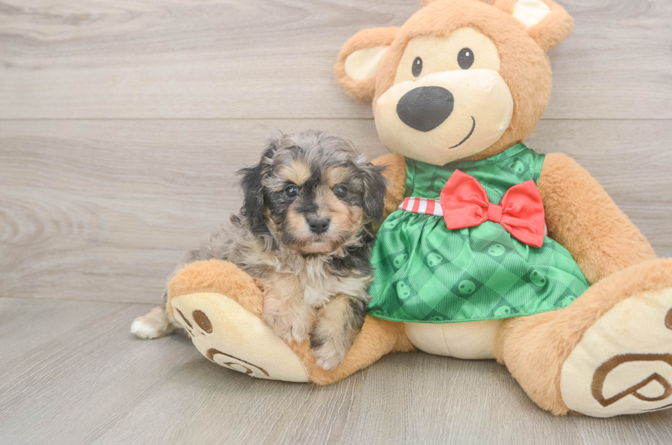 5 week old Mini Aussiedoodle Puppy For Sale - Windy City Pups