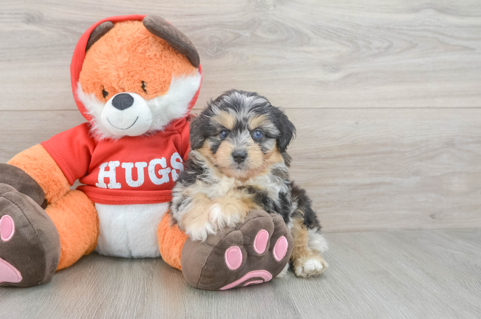 6 week old Mini Aussiedoodle Puppy For Sale - Windy City Pups